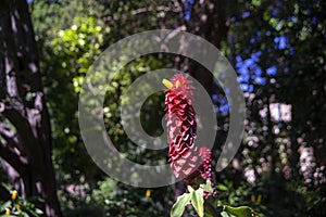 Spiral ginger Costus barbatus