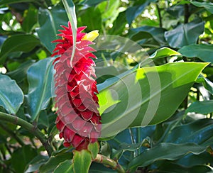 Spiral Ginger Costus barbatus Suess, taken at Sydney Royal Botanic Gardens