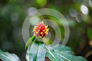 The spiral ginger Costus montanus in a rainforest