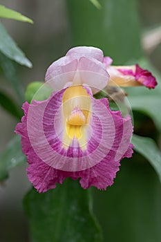 Spiral ginger Costus phyllocephalus, pink-yellow flower