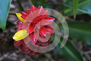 Spiral ginger flower, Costus barbatus, on tropical garden