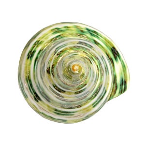 Spiral green tropical sea shells, frontal view