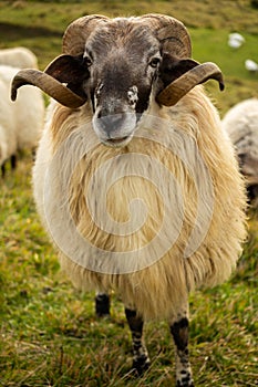 Spiral-Horned Sheep Grazing in Green Pasture A Serene Rural Scene