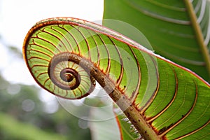 Spiral leaf. Leaf close-up in spiral shape photo