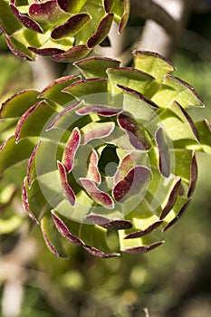 Spiral leaf pattern of an aeonium succulent plant