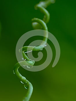 Spiral loach with water drops on leaves background