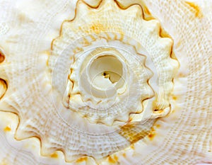 Spiral loops of a sea shell