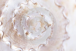 Spiral macro seashell. Blur close up shell background.