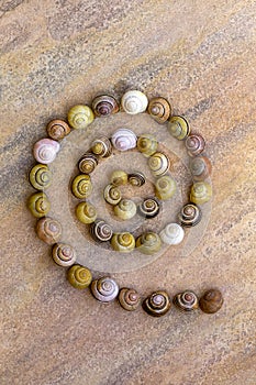 A spiral made of many colorful snail shells