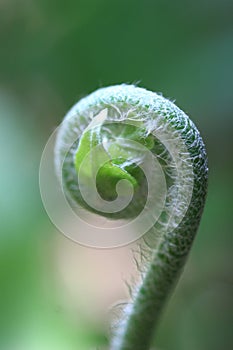 Spiral in nature