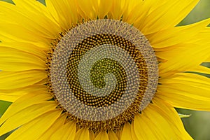 The spiral part of the center of a sunflower flower close-up