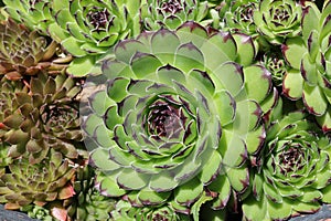 Spiral pattern in close-up of sempervivum plant
