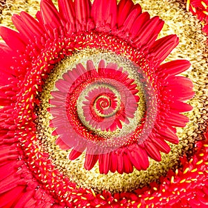 Spiral red gerbera flower