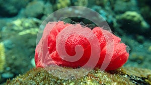 Spiral red pink eggs with mucus visible of nudibranch of a rock in north bali