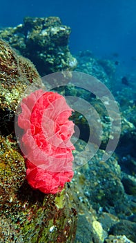 Spiral red pink eggs of nudibranch of a rock in north bali