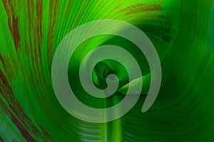 Spiral reen palm leaf close-up