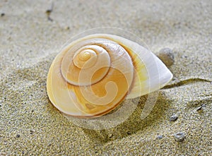 Spiral sea shell