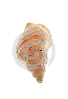 Spiral sea shell