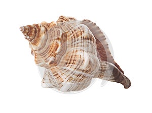 Spiral Sea Shell Isolated