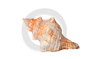 Spiral sea shell isolated on white with clipping path.