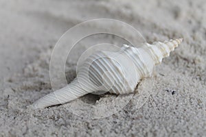 Spiral sea shell laying on the sand