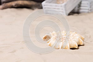 Spiral sea shell lying on beach sand