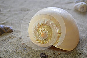 Spiral sea shell in the sand