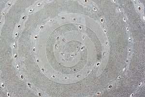 Spiral of Sea Shells in Concrete