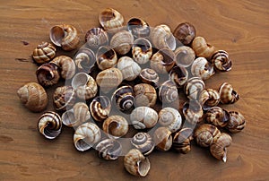 Spiral sea shells