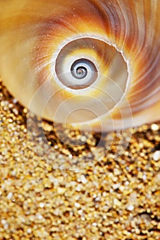 Spiral Seashell