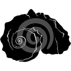 Spiral seashell front view silhouette