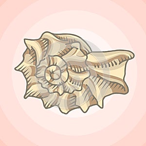 Spiral seashell illustration