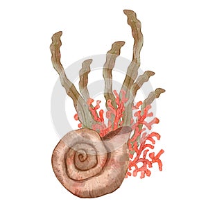 Spiral seashell with seaweed bush. Watercolor hand drawn illustration, isolated on white background for icon or logo
