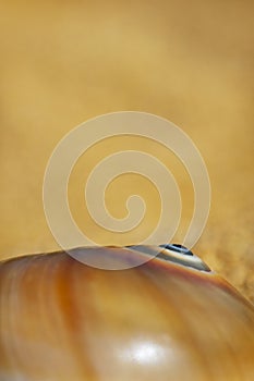 Spiral Seashell