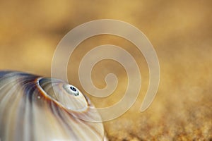 Spiral Seashell