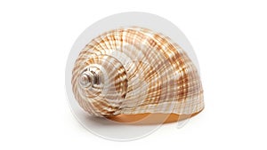 Seashell with a smooth glossy texture featuring a pattern of