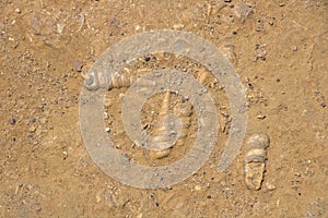 Spiral seashells of gastropod fossils embedded in rocky soil