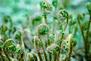 Spiral shape of a growin bracken fern  Pteridium aquilinum