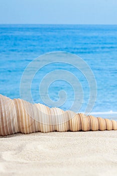 Spiral shape seashell on sandy beach between water and land with sea or ocean waves as background for vertical macro vacation