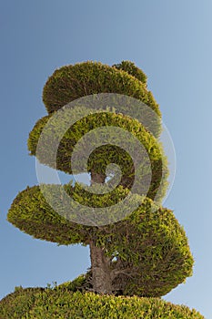 Spiral shaped cypress