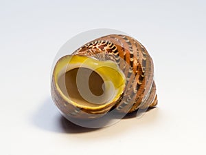 Spiral shaped sea shell, protective outer layer of the marine snail mollusk