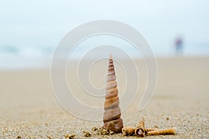 Spiral-shaped sea shell on the sandy beach on a blurred background