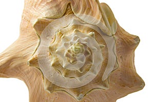 Spiral shaped shell