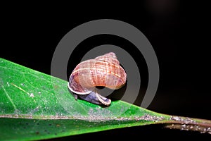 Snail hiding during the day, Nosy Komba, Madagascar photo