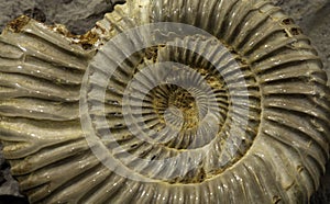 Spiral shell fossil