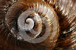 Spiral of a shell of a grape snail macro