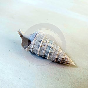 Spiral shell on a light background