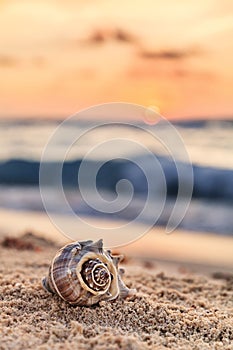 Spiral Shell on a Sandy Tropical Beach at Sunrise in Mexico, Vertical Composition