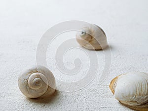 Spiral shell of sea snail.