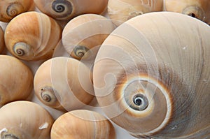 Spiral shells